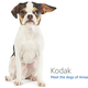 Image for article titled Amazon's Error Dogs, Ranked